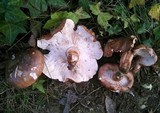Tricholoma fracticum image