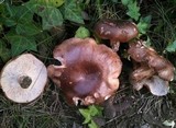 Tricholoma fracticum image