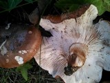 Tricholoma fracticum image