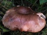 Tricholoma fracticum image