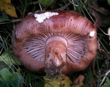 Tricholoma fracticum image
