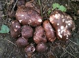 Tricholoma fracticum image