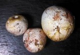 Rhizopogon occidentalis image