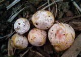 Rhizopogon occidentalis image