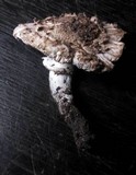 Leucoagaricus barssii image