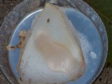 Amanita elliptosperma image