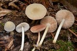 Pluteus plautus image
