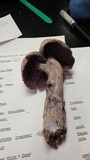 Laccaria ochropurpurea image