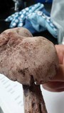 Laccaria ochropurpurea image