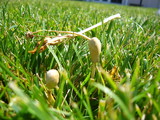Conocybe apala image