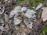 Lyophyllum decastes image