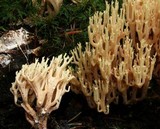 Artomyces piperatus image