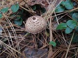 Lepiota cortinarius image