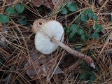 Lepiota cortinarius image