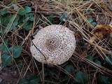 Lepiota cortinarius image