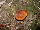 Cortinarius orellanus image