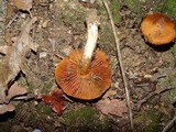 Cortinarius orellanus image
