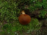 Cortinarius orellanus image