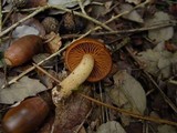 Cortinarius orellanus image