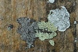 Rhymbocarpus neglectus image