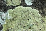 Lepraria vouauxii image