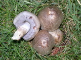 Coprinopsis romagnesiana image