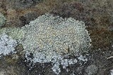 Rhizoplaca subdiscrepans image