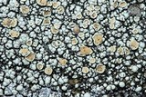 Rhizoplaca subdiscrepans image