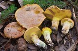Suillus caerulescens image