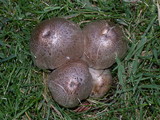 Coprinopsis romagnesiana image