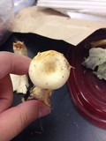 Lactarius maculatipes image