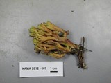Ramaria apiculata image