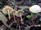 Gymnopus menehune image