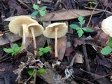 Gymnopus menehune image