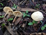 Gymnopus menehune image