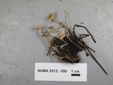 Collybia cookei image