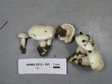 Hygrophorus eburneus image