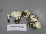 Hygrophorus eburneus image