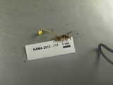 Mycena citrinomarginata image