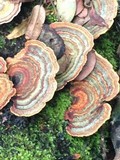 Microporus affinis image