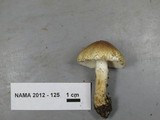 Lepiota spheniscispora image