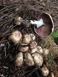 Agaricus subrufescens image