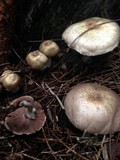 Agaricus subrufescens image