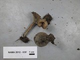 Pseudoclitocybe cyathiformis image
