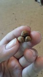 Scleroderma bovista image
