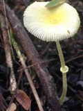 Leucocoprinus fragilissimus image