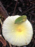 Leucocoprinus fragilissimus image