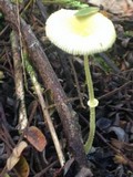 Leucocoprinus fragilissimus image