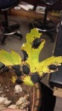 Rhytisma americanum image