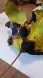Rhytisma americanum image